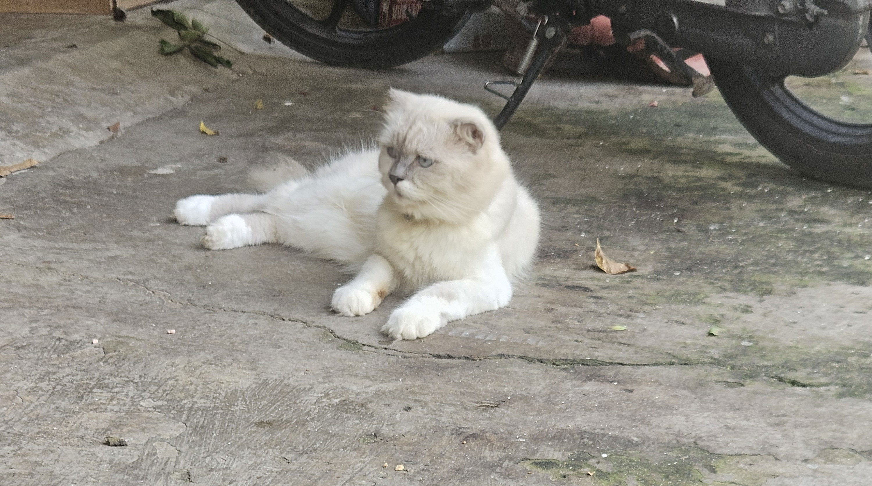 Mochi